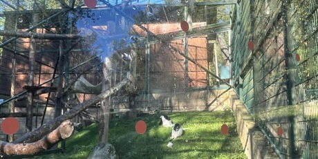 Powiększ grafikę: detektywi-w-zoo-640856.jpg