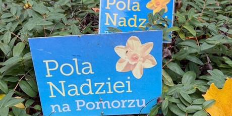 Pola ...